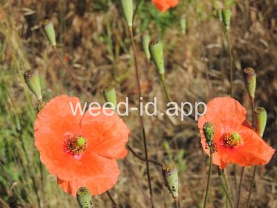 poppy, field