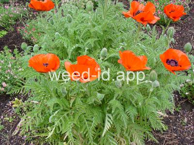 Papaver orientale