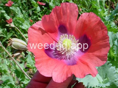 poppy, opium
