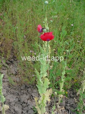 poppy, opium