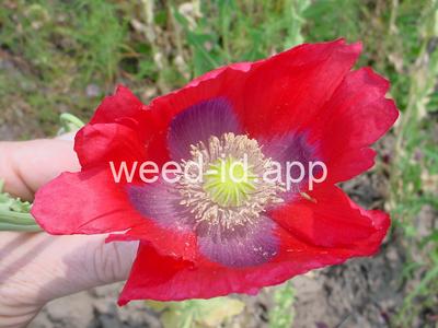 poppy, opium