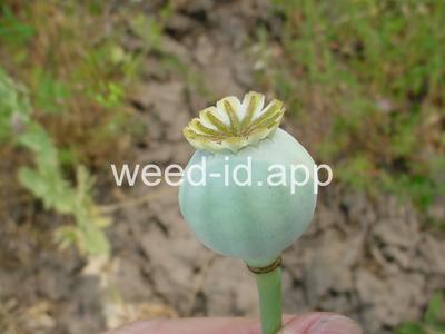 poppy, opium