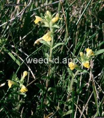 parentucellia, yellow