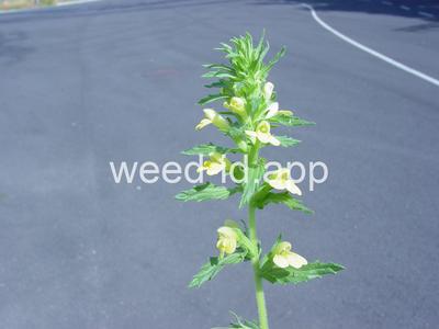 parentucellia, yellow