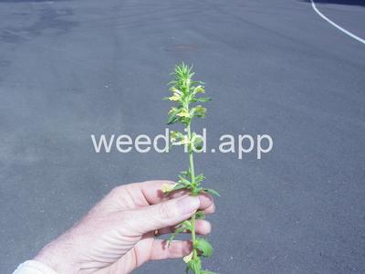 parentucellia, yellow