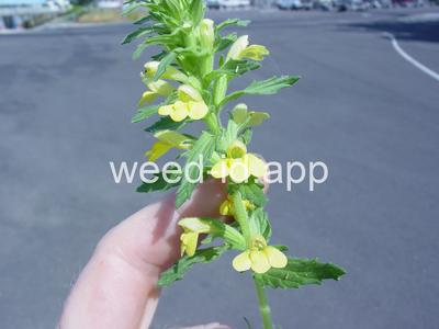 parentucellia, yellow