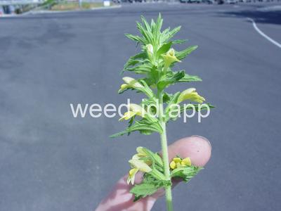 parentucellia, yellow