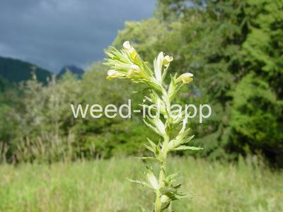 parentucellia, yellow