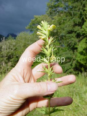 parentucellia, yellow