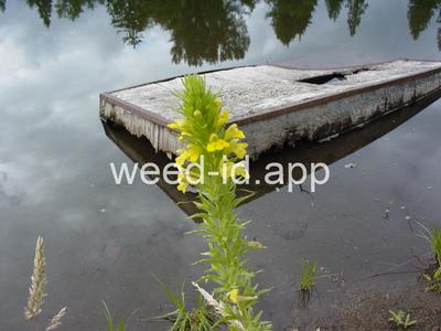 parentucellia, yellow