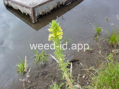 parentucellia, yellow