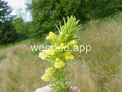 parentucellia, yellow