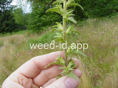 parentucellia, yellow