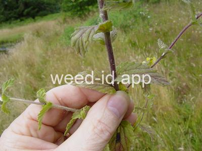 parentucellia, yellow