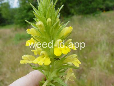 parentucellia, yellow