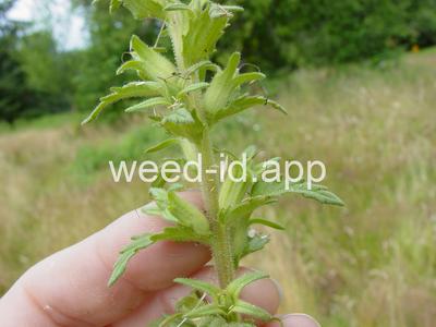 parentucellia, yellow