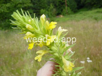 parentucellia, yellow