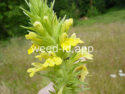 parentucellia, yellow