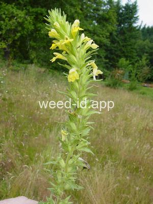 parentucellia, yellow