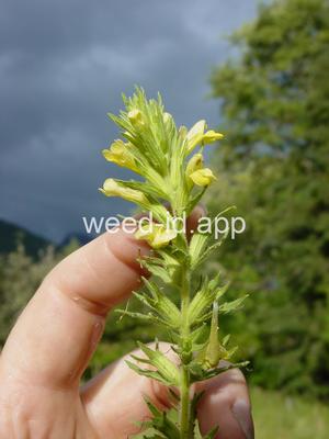 parentucellia, yellow