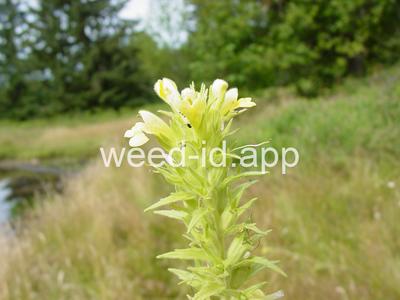 parentucellia, yellow