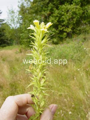 parentucellia, yellow