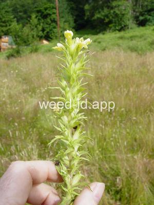 parentucellia, yellow