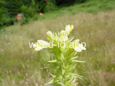 parentucellia, yellow