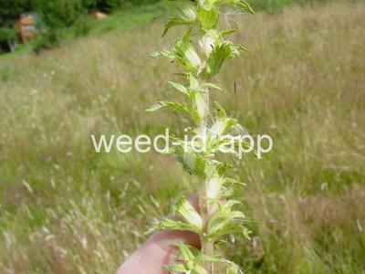 parentucellia, yellow