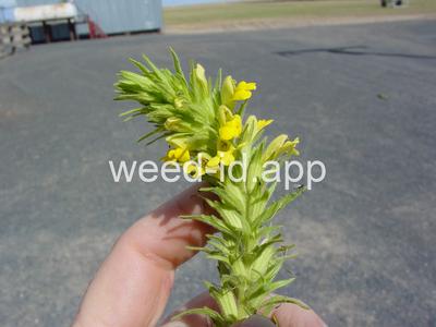 parentucellia, yellow