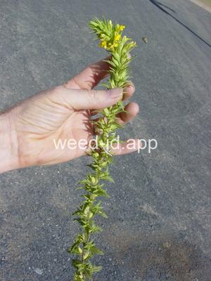 parentucellia, yellow