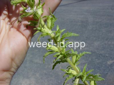 parentucellia, yellow