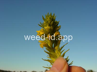 parentucellia, yellow