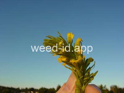 parentucellia, yellow