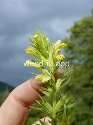 parentucellia, yellow