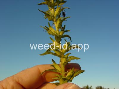 parentucellia, yellow