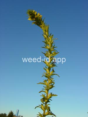 parentucellia, yellow