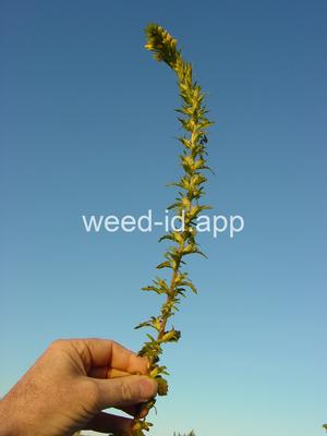 parentucellia, yellow