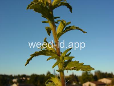 parentucellia, yellow