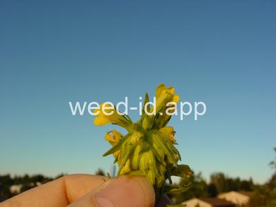 parentucellia, yellow