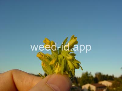 parentucellia, yellow