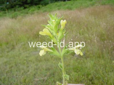 parentucellia, yellow