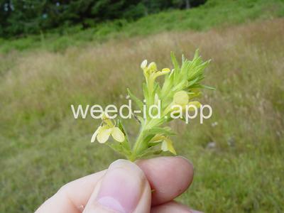 parentucellia, yellow