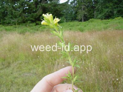 parentucellia, yellow