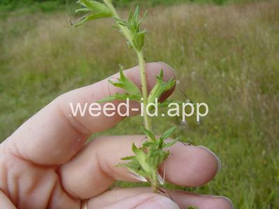 parentucellia, yellow