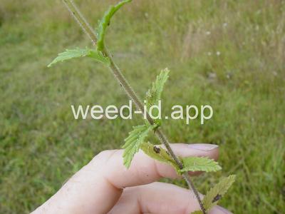 parentucellia, yellow