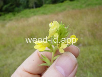 parentucellia, yellow