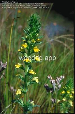 parentucellia, yellow