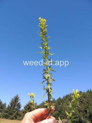 parentucellia, yellow