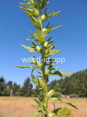 parentucellia, yellow